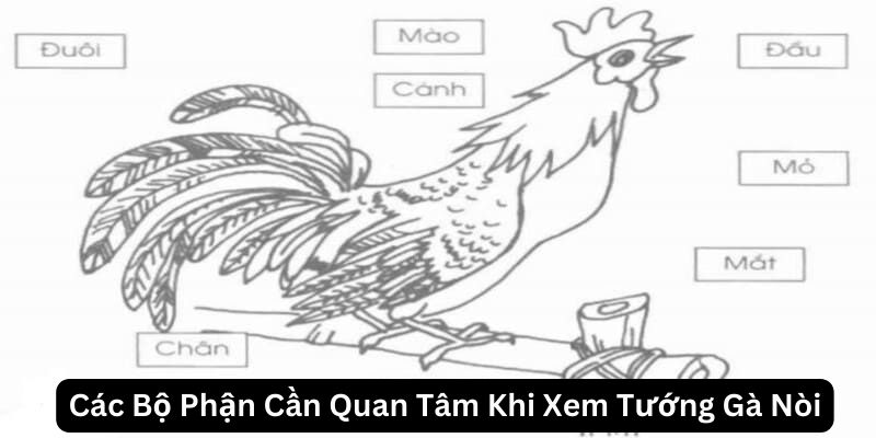 Nhận biết đặc điểm từng bộ phận trong cách xem tướng gà nòi